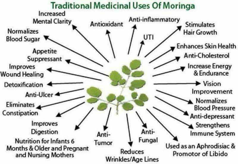 Moringa